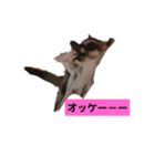 フクモモ小春（個別スタンプ：4）