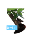 フクモモ小春（個別スタンプ：6）