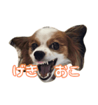 渕上コロンスタンプ（個別スタンプ：3）