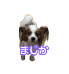 渕上コロンスタンプ（個別スタンプ：7）