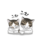 Amodoodle ねこスタンプ2（個別スタンプ：13）