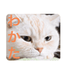 ミヌエットのしずく（個別スタンプ：1）