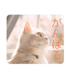 ミヌエットのしずく（個別スタンプ：2）