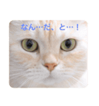 ミヌエットのしずく（個別スタンプ：4）