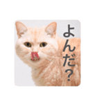ミヌエットのしずく（個別スタンプ：5）