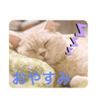ミヌエットのしずく（個別スタンプ：6）