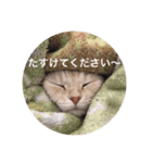 ミヌエットのしずく（個別スタンプ：8）