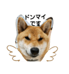 柴犬 獅子丸（個別スタンプ：1）