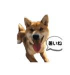 柴犬 獅子丸（個別スタンプ：2）