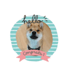 柴犬 獅子丸（個別スタンプ：4）