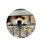 柴犬 獅子丸（個別スタンプ：5）