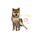 柴犬 獅子丸（個別スタンプ：6）