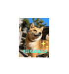 柴犬 獅子丸（個別スタンプ：7）