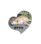 柴犬 獅子丸（個別スタンプ：8）