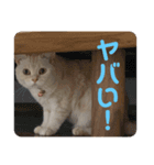 ミヌエットのしずく②（個別スタンプ：6）