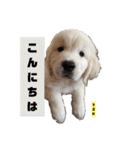 プラチナゴールデンレトリバー ゆずこ君（個別スタンプ：3）