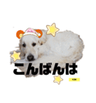 プラチナゴールデンレトリバー ゆずこ君（個別スタンプ：4）