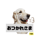 プラチナゴールデンレトリバー ゆずこ君（個別スタンプ：5）