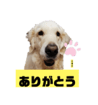 プラチナゴールデンレトリバー ゆずこ君（個別スタンプ：7）
