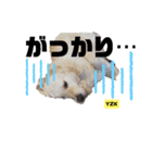プラチナゴールデンレトリバー ゆずこ君（個別スタンプ：31）