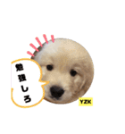 プラチナゴールデンレトリバー ゆずこ君（個別スタンプ：37）