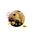 プラチナゴールデンレトリバー ゆずこ君（個別スタンプ：38）