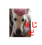 プラチナゴールデンレトリバー ゆずこ君（個別スタンプ：39）