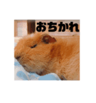 しゅん♡れん（個別スタンプ：7）