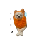 オレンジの犬（個別スタンプ：1）
