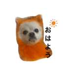 オレンジの犬（個別スタンプ：2）