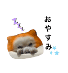 オレンジの犬（個別スタンプ：3）