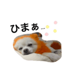 オレンジの犬（個別スタンプ：5）