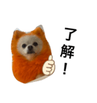 オレンジの犬（個別スタンプ：6）