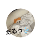 オレンジの犬（個別スタンプ：8）