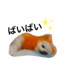オレンジの犬（個別スタンプ：9）
