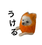 オレンジの犬（個別スタンプ：10）