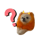 オレンジの犬（個別スタンプ：11）