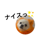 オレンジの犬（個別スタンプ：15）