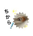 オレンジの犬（個別スタンプ：16）