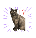 ねこのスタンプ♬（個別スタンプ：1）
