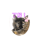 ねこのスタンプ♬（個別スタンプ：2）
