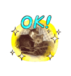 ねこのスタンプ♬（個別スタンプ：3）