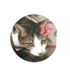 ねこのスタンプ♬（個別スタンプ：6）