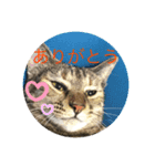 ねこのスタンプ♬（個別スタンプ：7）