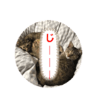 ねこのスタンプ♬（個別スタンプ：8）