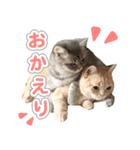 ねこのむぎあお（2）（個別スタンプ：1）