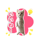 ねこのむぎあお（2）（個別スタンプ：2）