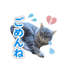 ねこのむぎあお（2）（個別スタンプ：3）