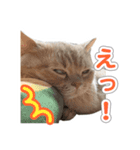 ねこのむぎあお（2）（個別スタンプ：4）