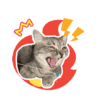 ねこのむぎあお（2）（個別スタンプ：5）